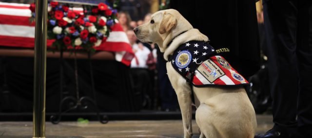 Sully The Service Dog Says Goodbye 2