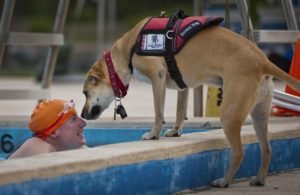 Emotional Support Dog with Swimmer