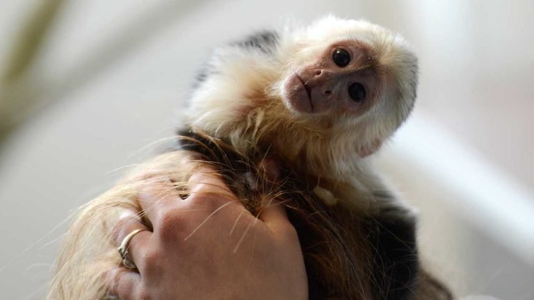 A monkey is being held on a woman's head.