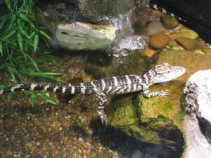 The Pros and Cons of Having a Pet Alligator baby alligator