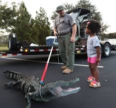 The Pros and Cons of Having a Pet Alligator man + boy