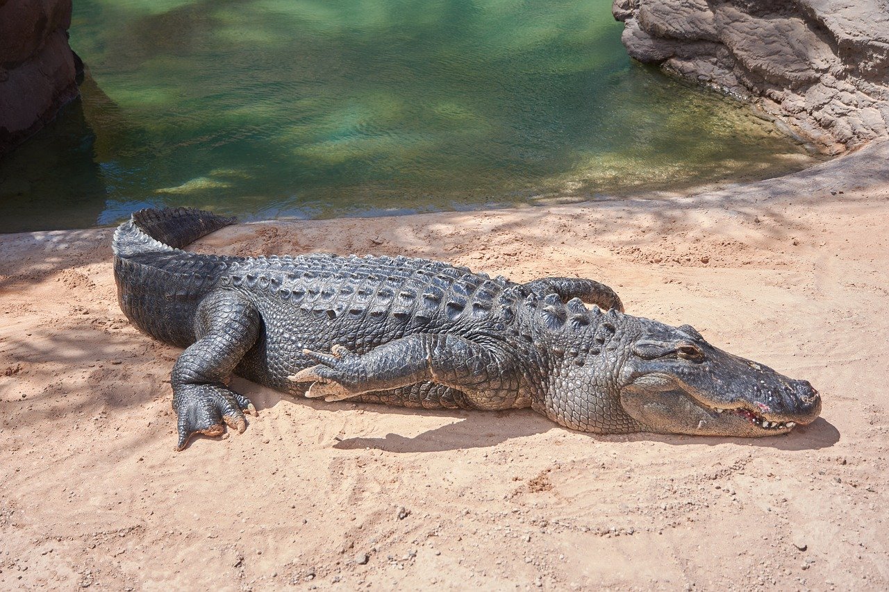 The Pros and Cons of Having a Pet Alligator on sand