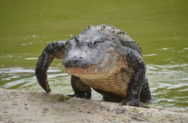 The-Pros-and-Cons-of-Having-a-Pet-Alligator-walking