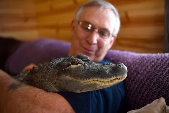 Wally, The Emotional Support Alligator