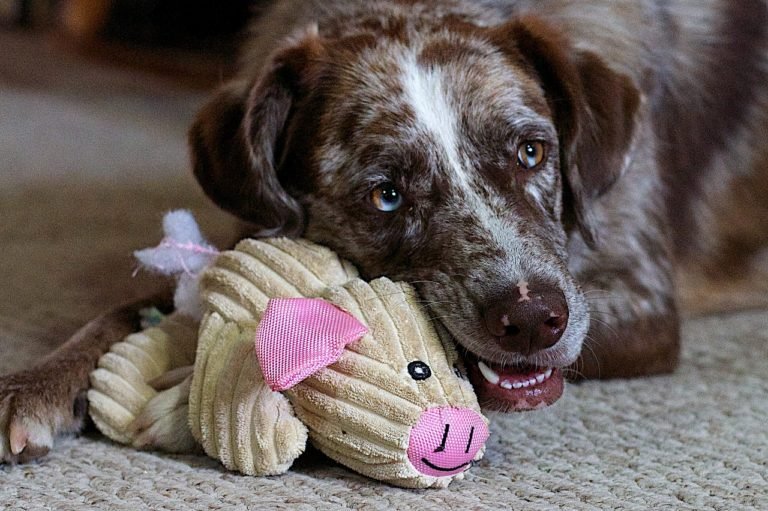 Aggressive Chewers-Try these Dog Toys Featured