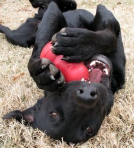Aggressive Chewers-Try these Dog Toys-Kong Toys