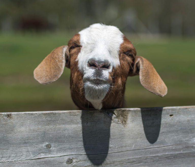 How to Care for Your Pet Goat