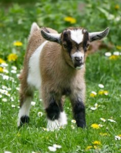 How to Care for Your Pet Goat Pet