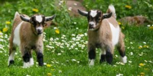 How to Care for Your Pet Goat two