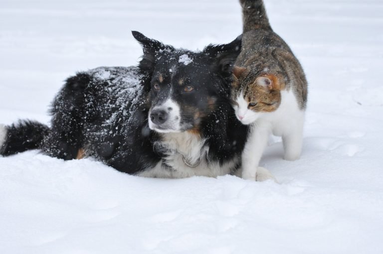 Pet Safety During The Winter