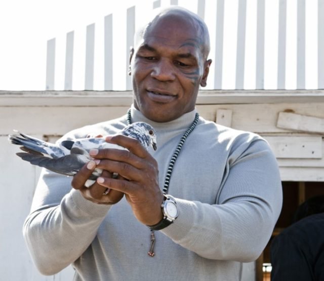 The Bizarre and True Story of Mike Tyson and his Pet Pigeons - GeoZoo.org