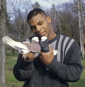 The Bizarre And True Story Of Mike Tyson And His Pet Pigeons Geozoo Org