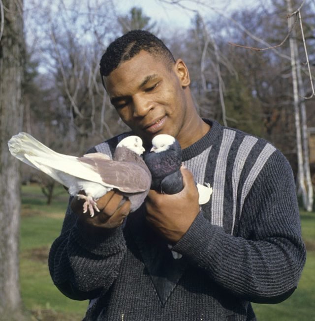 The Bizarre and True Story of Mike Tyson and his Pet Pigeons - GeoZoo.org