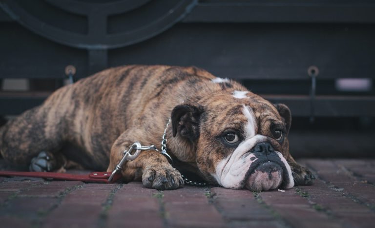 Do You Know What’s Really In Your Dog Food?
