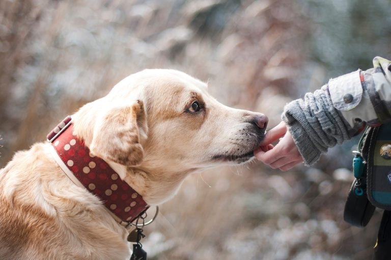 How In Sync Are You With Your Pet?