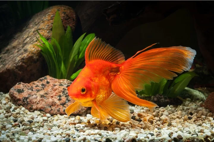 BEAUTIFUL GOLD FISH IN DECORATED TANK