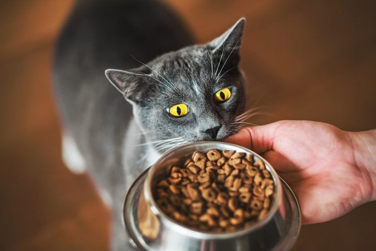 cats eyes grow big while looking at food