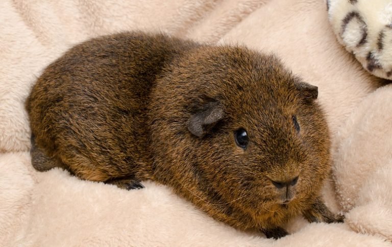 cute guinea pig on fleece
