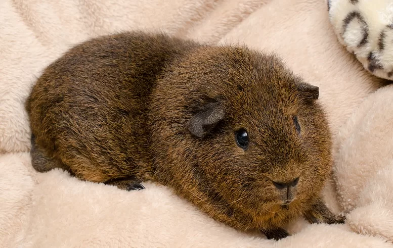 cute guinea pig on fleece