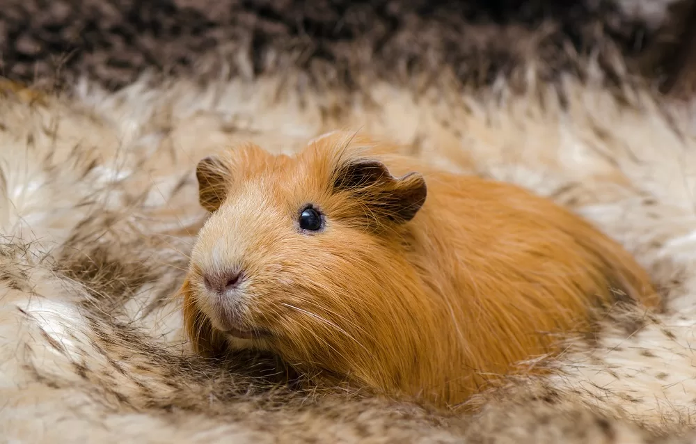 Portrait of cute red guinea pig. Close up.