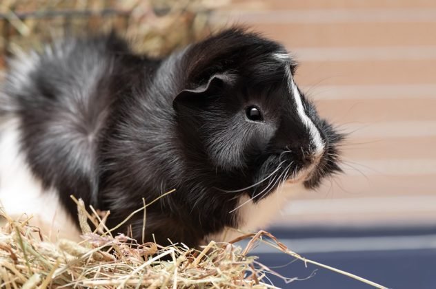 How To Care For A Guinea Pig: Guide To Improving Your Pet's Quality Of Life