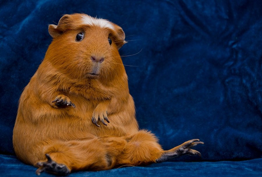 Funny guinea pig sitting in a funny pose 