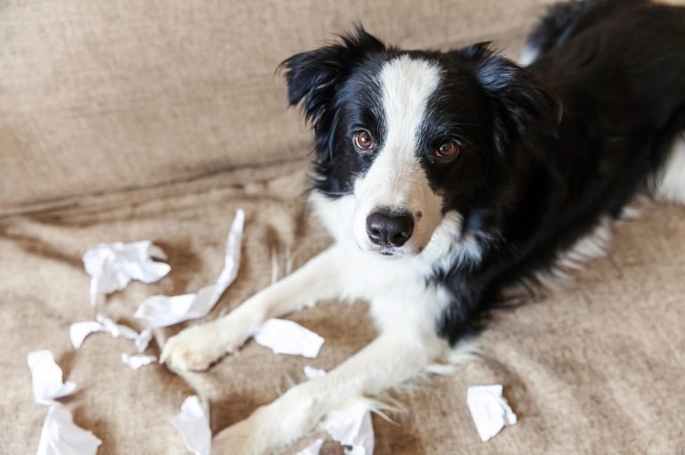 naughty puppy rips up tissues