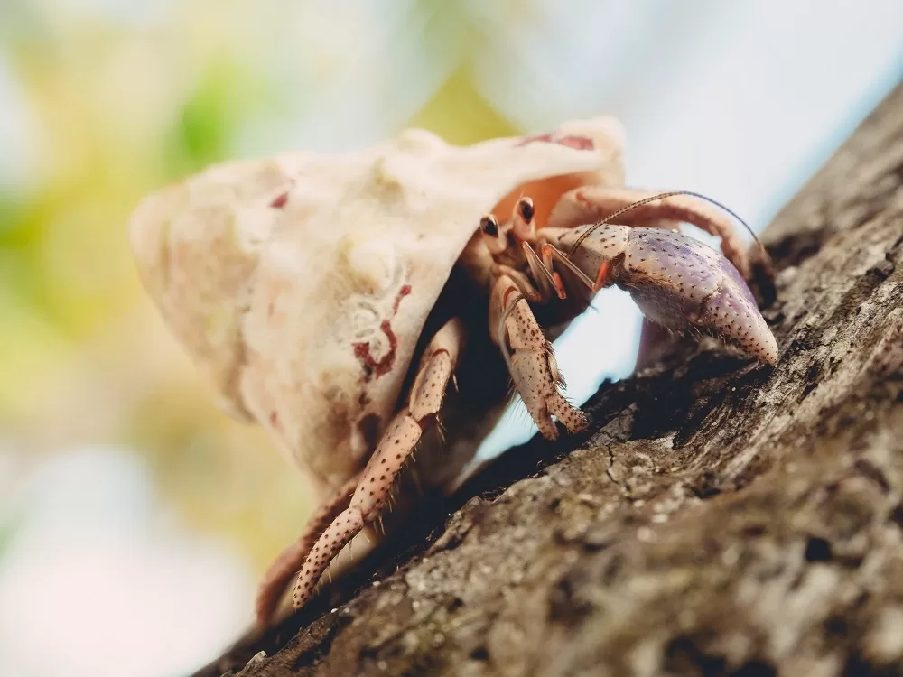 Closeup of a hermit crab crawling on wood