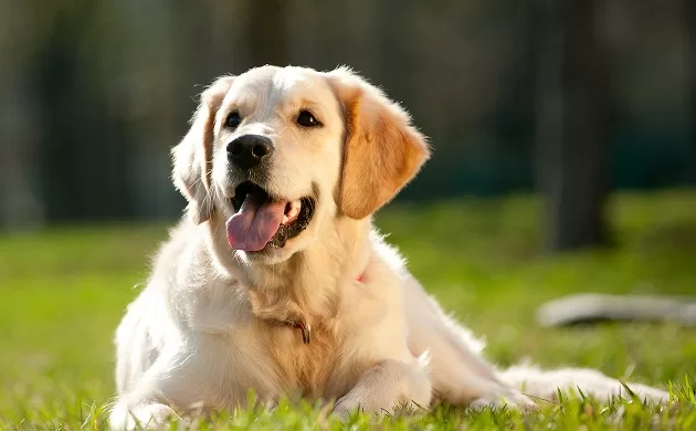 happy dog golden retriever