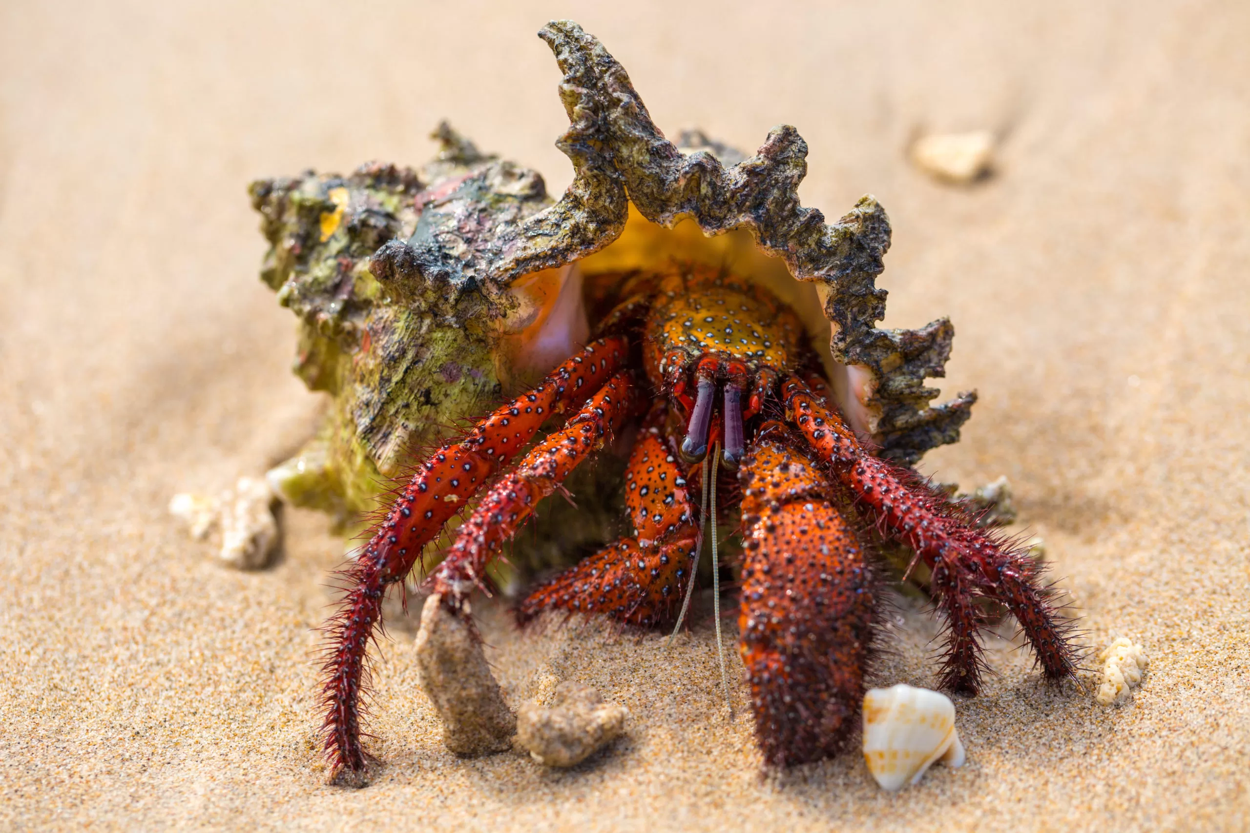 hermit crab