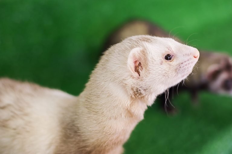profile of white ferret