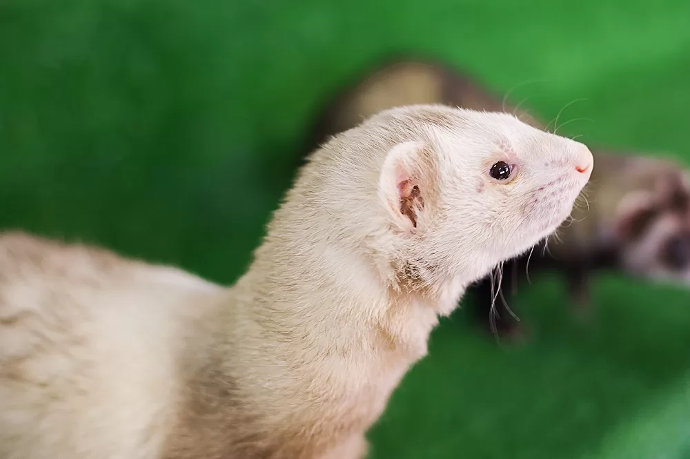 profile of white ferret
