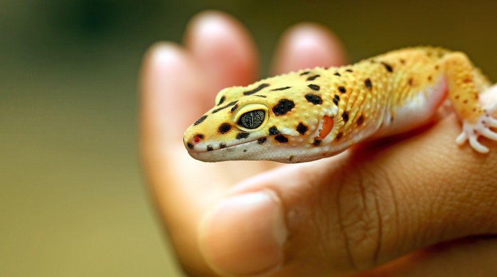 leopard gecko being handled