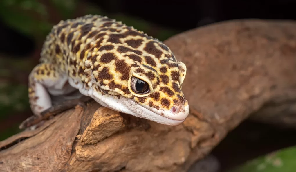 head of leopard gecko