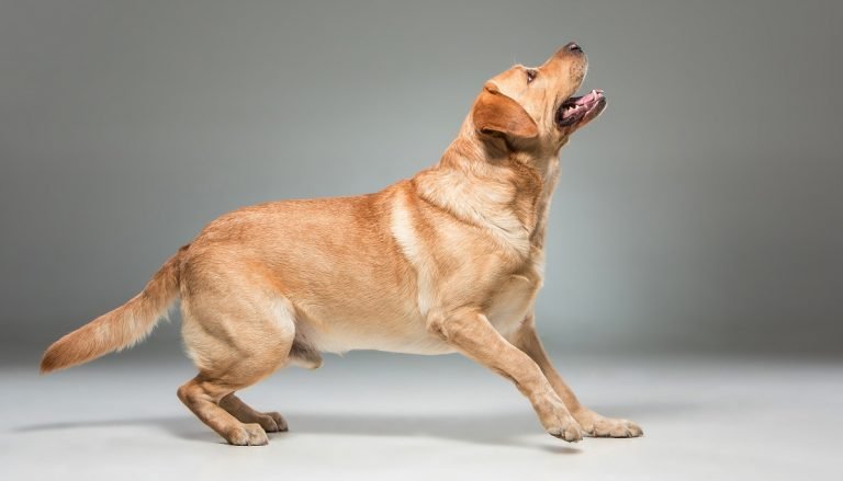 training a dog