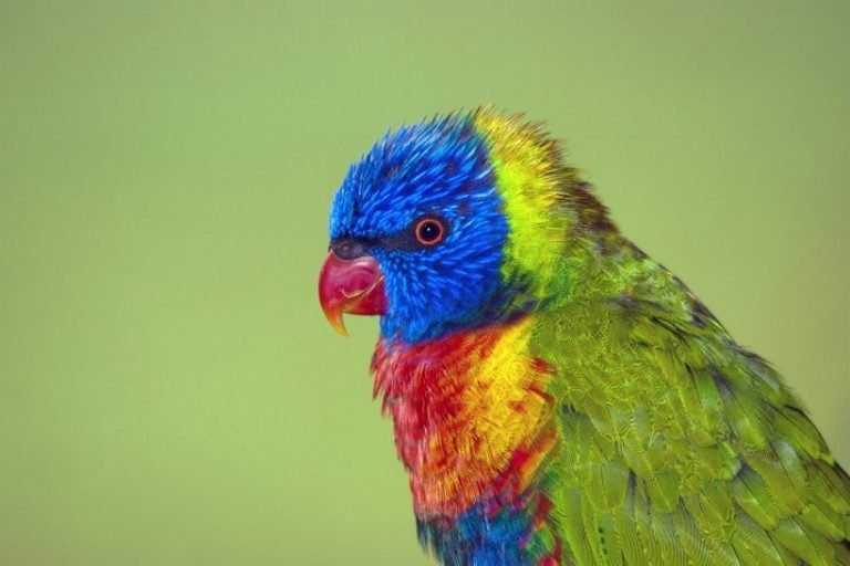 parrot