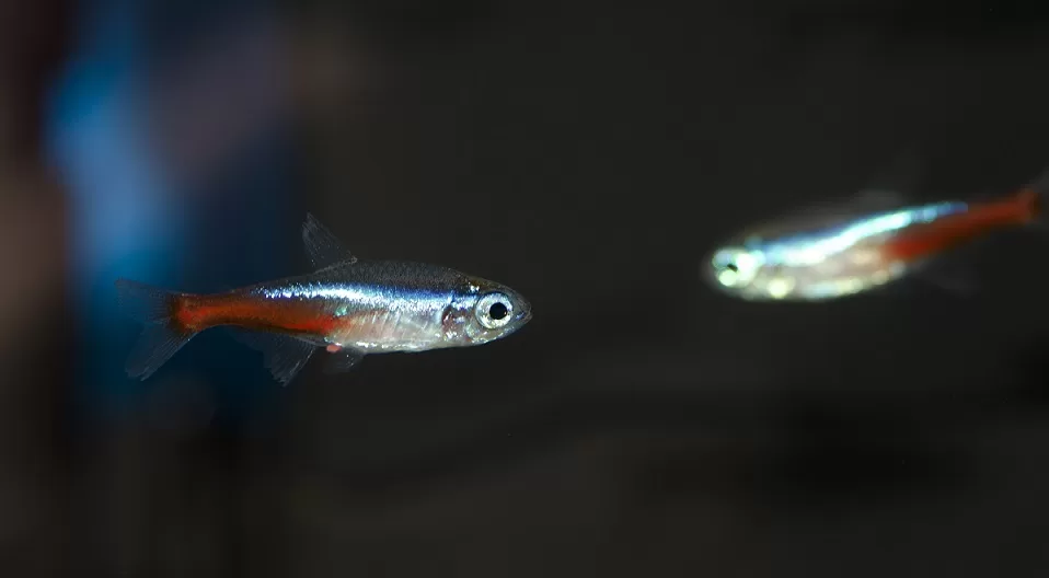 tetra fish