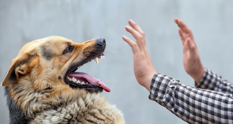 What To Do Immediately After A Dog Bite