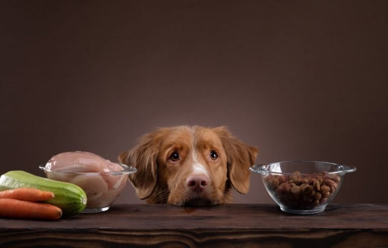 7 Diet And Nutrition Tips For Dogs