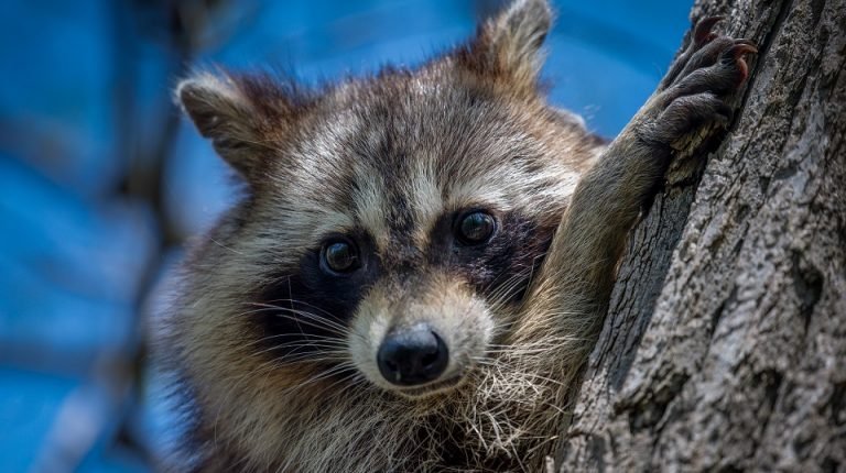 Raccoon