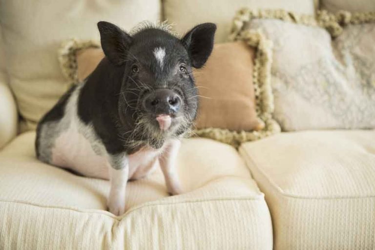 pet pig on sofa