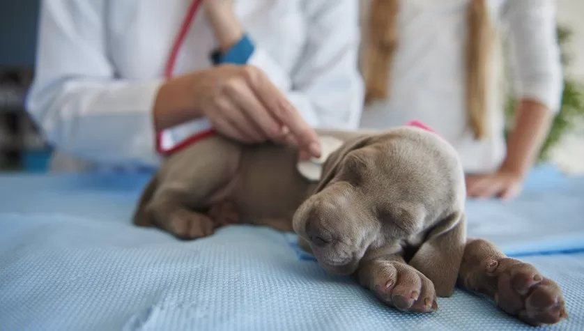 Routine check of puppy's health