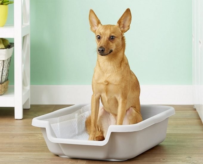 How to train Small Dogs to Use Litter Box