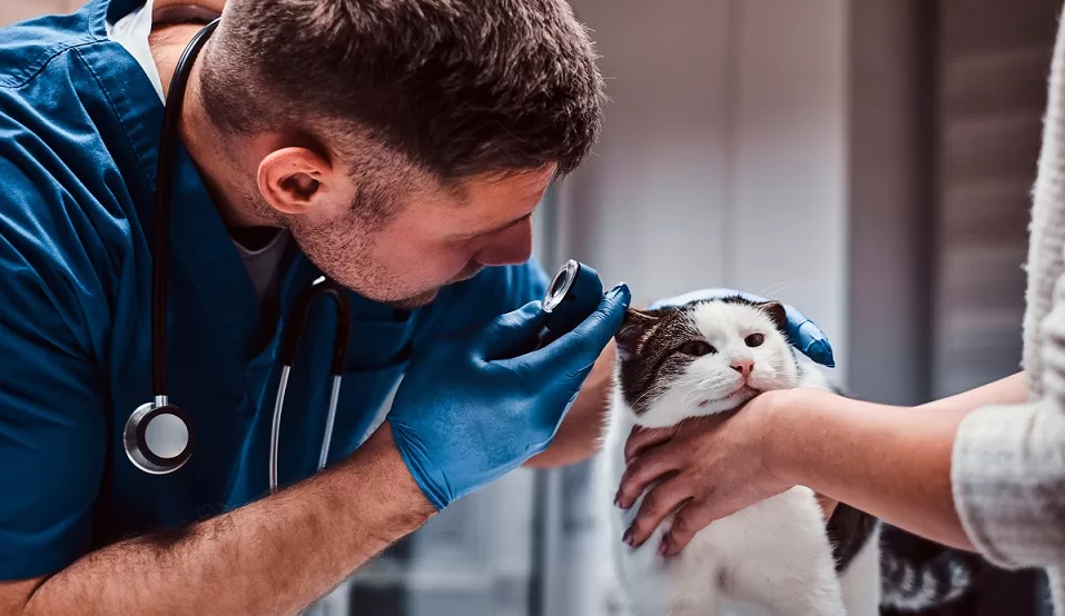vet examines cat