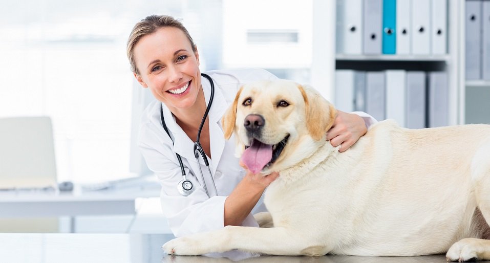 female vet examines dog