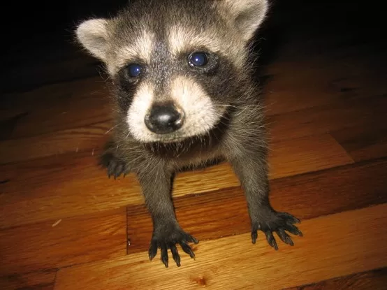 young racoon looking for a pet