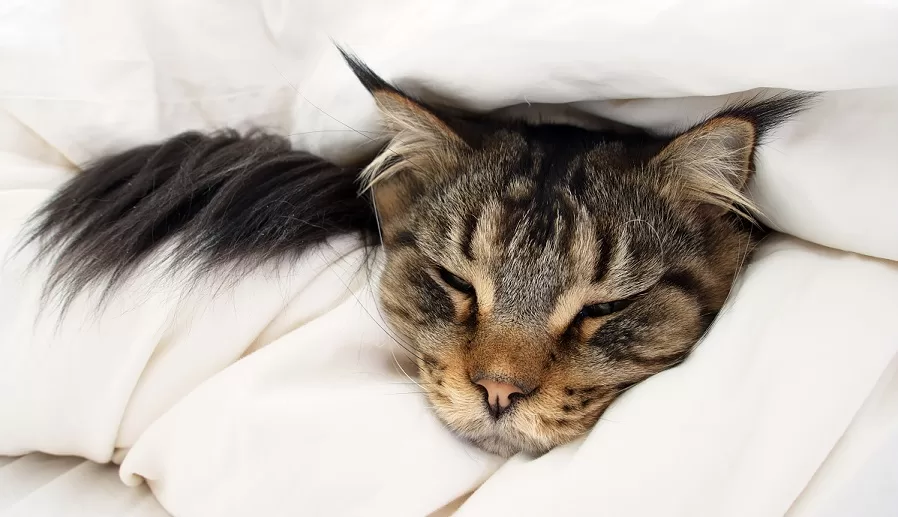 old pet cat in her last days