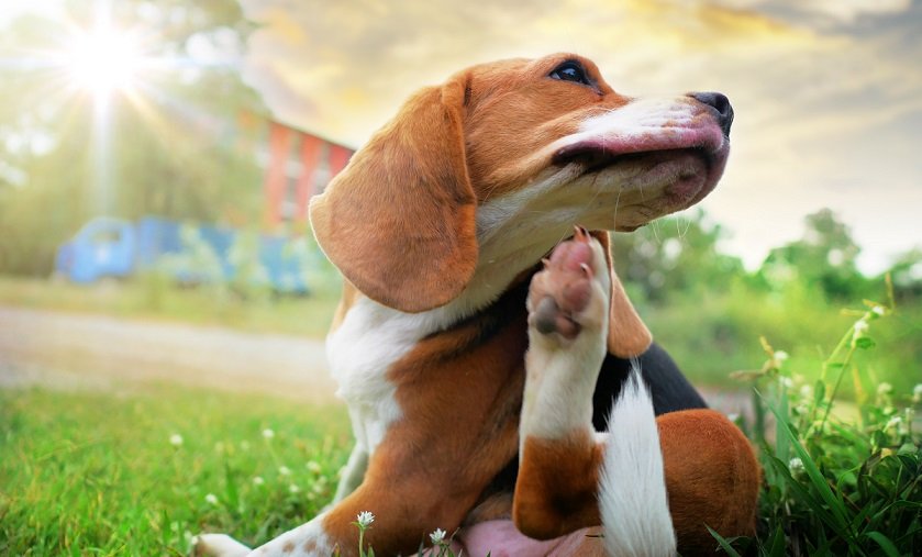 beagle scratching an itchy spot