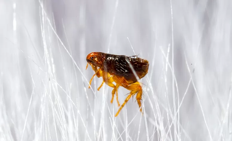 close up macro photo of a flea