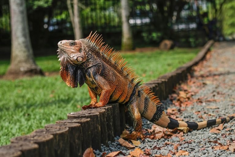 majestic exotic iguana